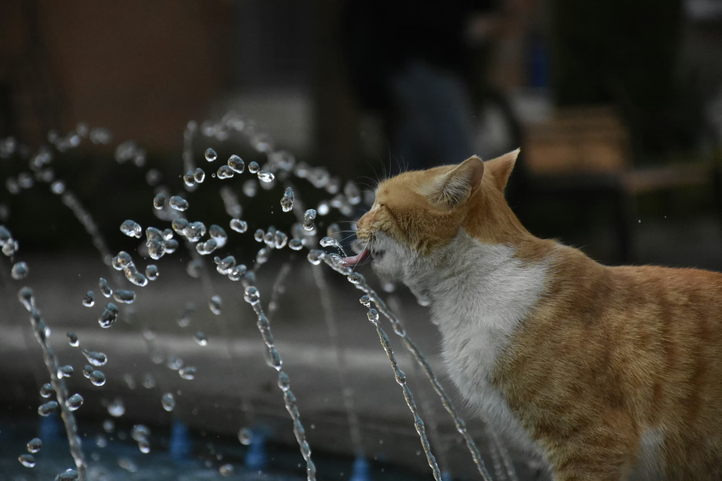 Fontanelle per gatti 2025: Guida completa e recensioni