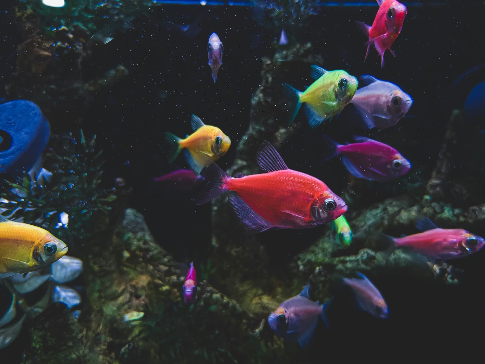 Filtro per acquario: guida completa alla filtrazione biologica e al ciclo dell'azoto